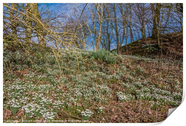 Woodland Snowdrops and Emerging Daffodils Print by Richard Laidler