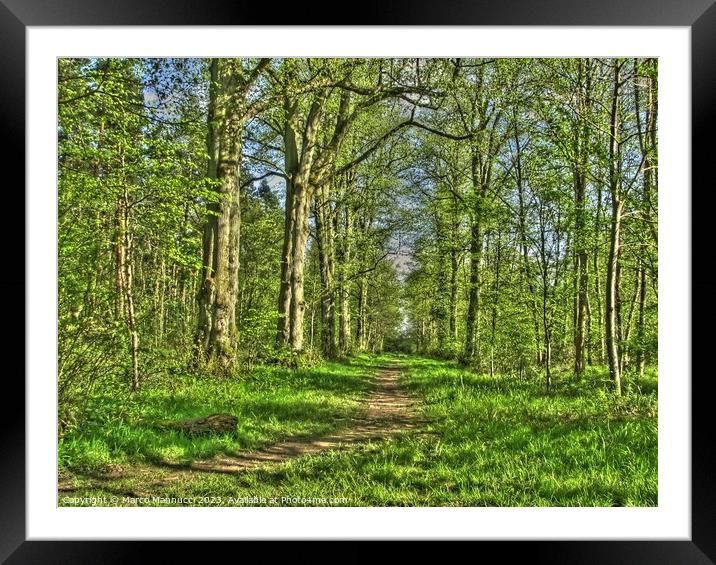 Salcey Forest in Spring Framed Mounted Print by Marco Mannucci