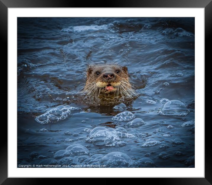 An Otter pops up to say Hello! Framed Mounted Print by Mark Hetherington