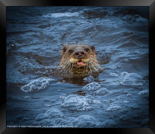 An Otter pops up to say Hello! Framed Print by Mark Hetherington