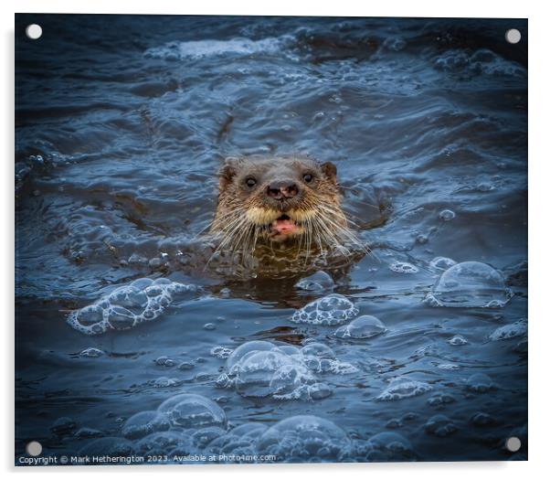 An Otter pops up to say Hello! Acrylic by Mark Hetherington