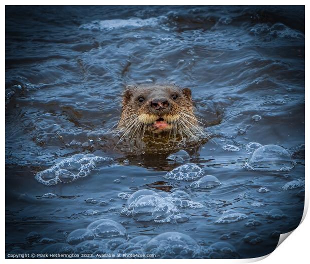 An Otter pops up to say Hello! Print by Mark Hetherington