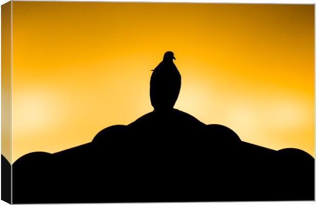 Brown Pigeon sitting on roof  Canvas Print by nuttapong wannavijid