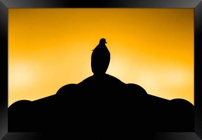 Brown Pigeon sitting on roof  Framed Print by nuttapong wannavijid