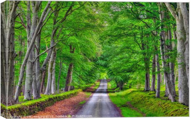 Beech Tree Avenue Green Aisle Country Road  Canvas Print by OBT imaging