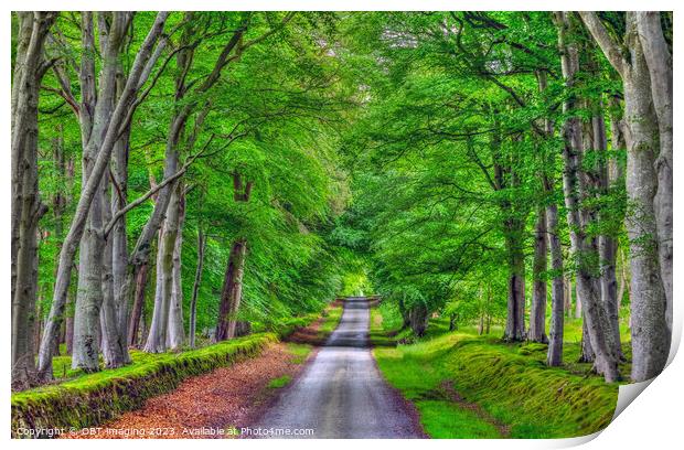 Beech Tree Avenue Green Aisle Country Road  Print by OBT imaging