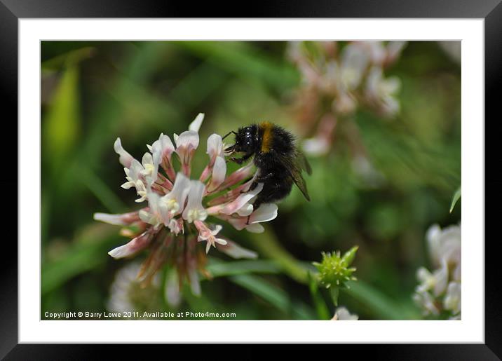 Buzz-Bee Framed Mounted Print by Barry Lowe