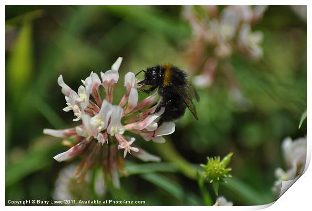 Buzz-Bee Print by Barry Lowe