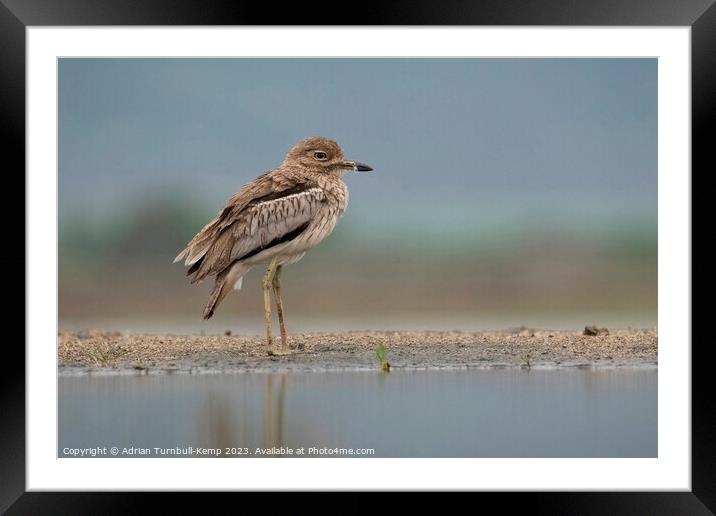 Puffed-up against the cold Framed Mounted Print by Adrian Turnbull-Kemp