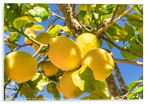 Juicy yellow lemon fruits, Plant tree Acrylic by Alex Winter