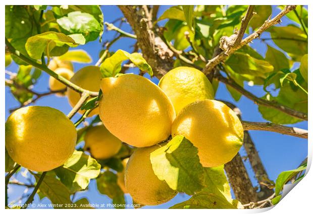 Juicy yellow lemon fruits, Plant tree Print by Alex Winter