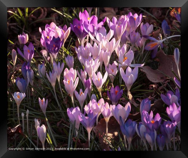 sunlit  spring crocus flowers Framed Print by Simon Johnson