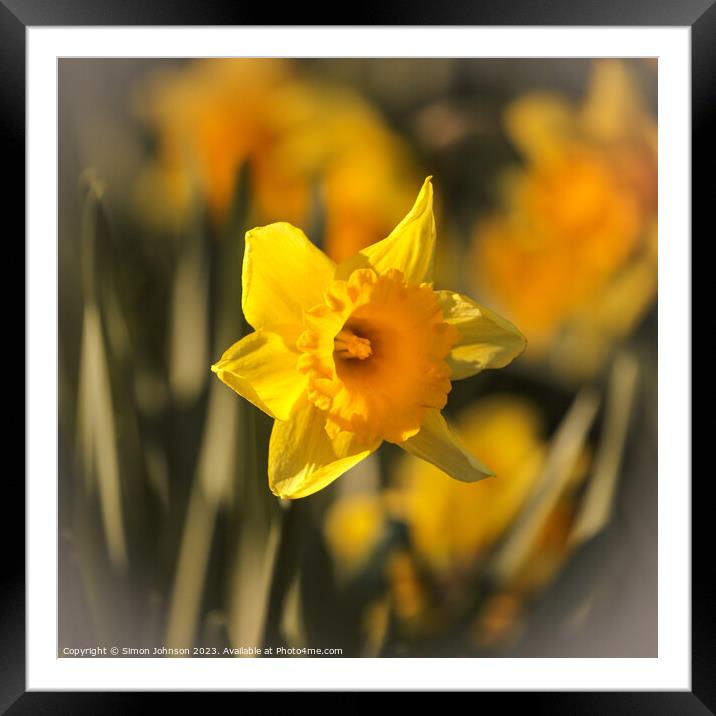 sunlit daffodils  Framed Mounted Print by Simon Johnson