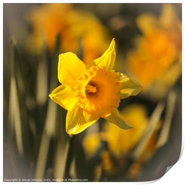 sunlit daffodils  Print by Simon Johnson