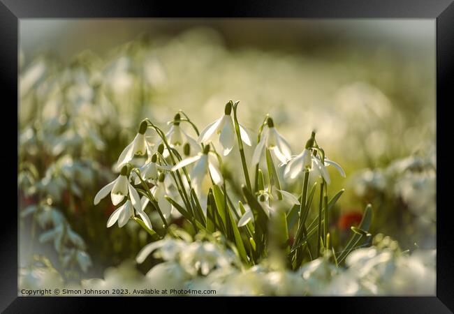  sunlit snowdrop flower  Framed Print by Simon Johnson