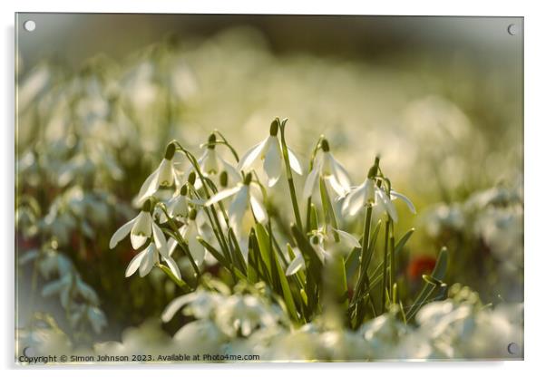  sunlit snowdrop flower  Acrylic by Simon Johnson