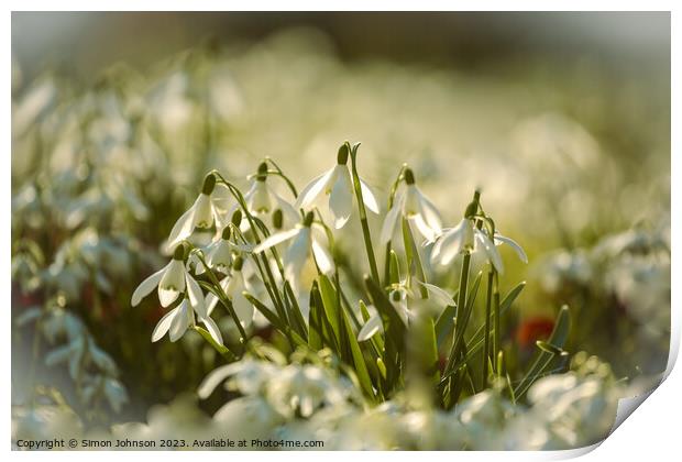  sunlit snowdrop flower  Print by Simon Johnson