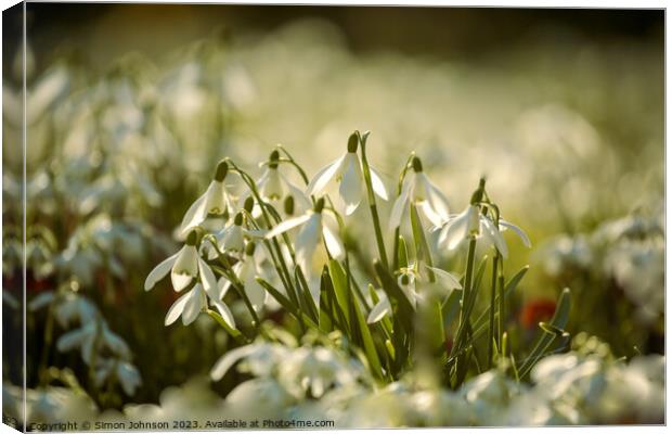 A close up of a sunlit dafodi flower Btsford Woods Cotswolds Gloucestershire  Canvas Print by Simon Johnson