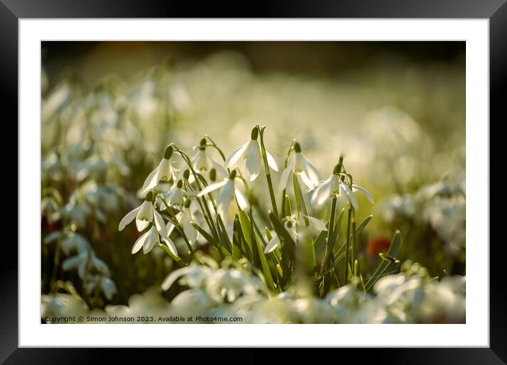 A close up of a sunlit dafodi flower Btsford Woods Cotswolds Gloucestershire  Framed Mounted Print by Simon Johnson
