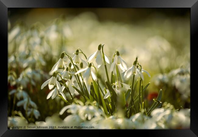 A close up of a sunlit dafodi flower Btsford Woods Cotswolds Gloucestershire  Framed Print by Simon Johnson