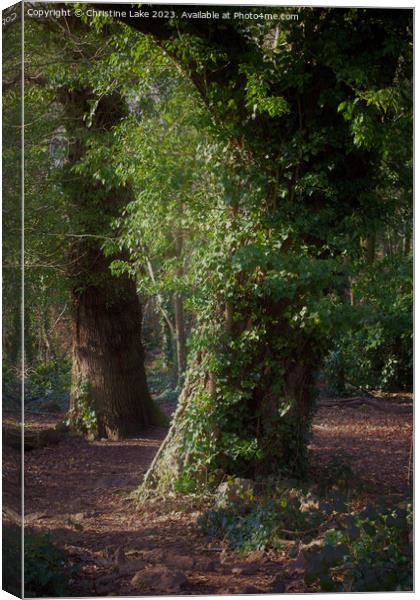 Tranquility In Nature Canvas Print by Christine Lake