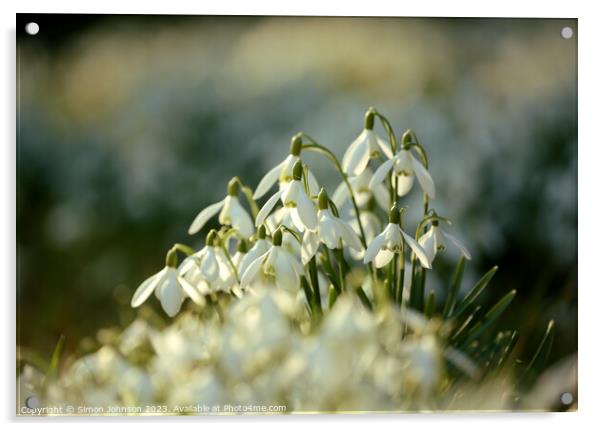 Sunlit Snowdrops  Acrylic by Simon Johnson