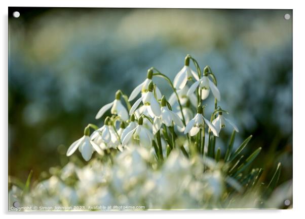 sunlit Snowdrop Acrylic by Simon Johnson