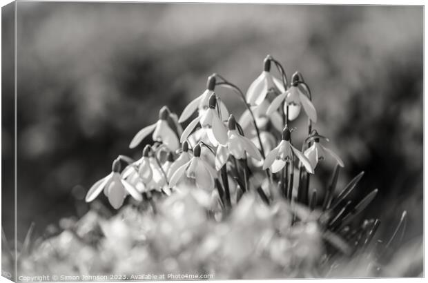 sunlit Snowdrops monochrome  Canvas Print by Simon Johnson