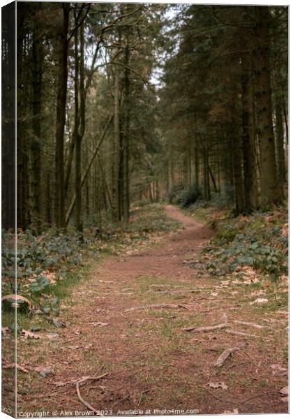 Path through the woods Canvas Print by Alex Brown