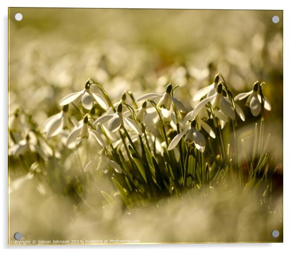 Snowdrop flowers  Acrylic by Simon Johnson