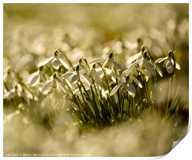 Snowdrop flowers  Print by Simon Johnson