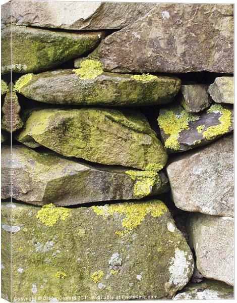 Dry stone wall, Cumbria, with lichen Canvas Print by DEE- Diana Cosford