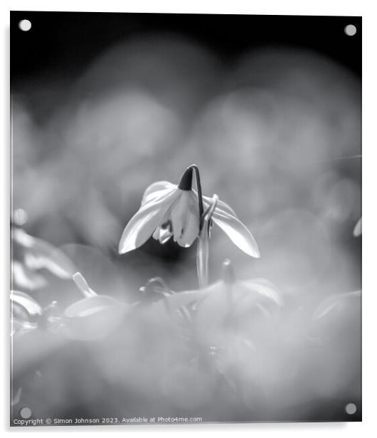 Sunlit Snowdrop monochrome  Acrylic by Simon Johnson