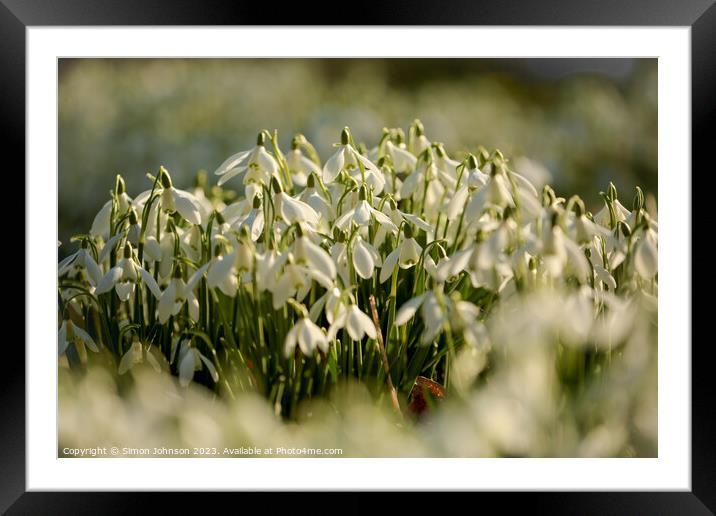 Snowdrop Flowers  Framed Mounted Print by Simon Johnson