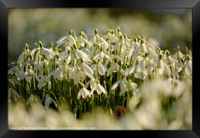 Snowdrop Flowers  Framed Print by Simon Johnson