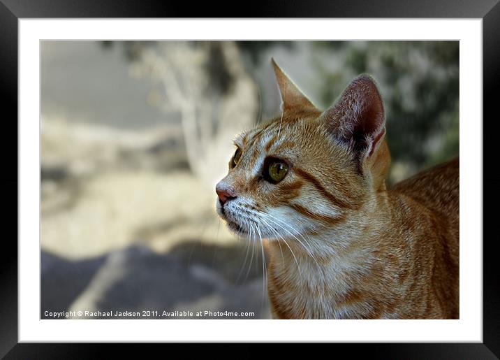 Ginger Cat Framed Mounted Print by Rachael Hood