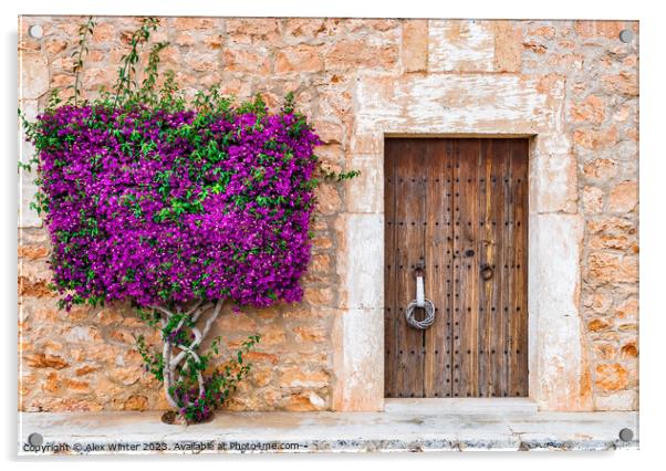 bougainvillea Building doorwindows Acrylic by Alex Winter