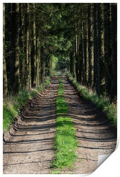 Path in the spring forest and on the sides grows grass Print by Lubos Chlubny