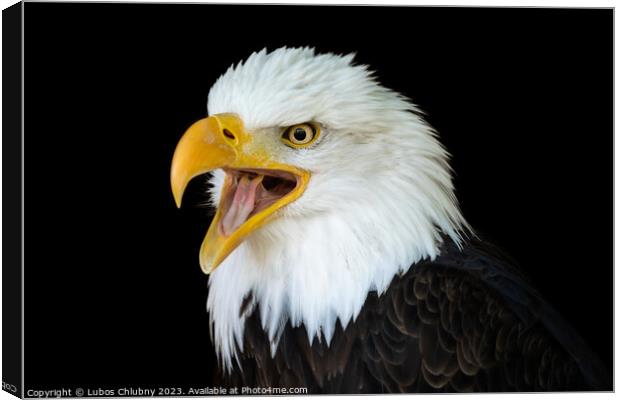 Portrait of a bald eagle (Haliaeetus leucocephalus) with an open beak isolated on black background Canvas Print by Lubos Chlubny