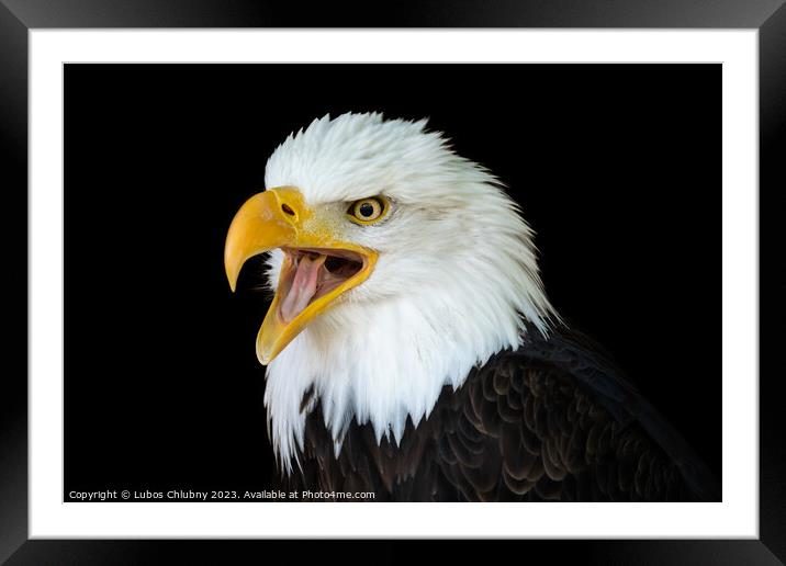 Portrait of a bald eagle (Haliaeetus leucocephalus) with an open beak isolated on black background Framed Mounted Print by Lubos Chlubny