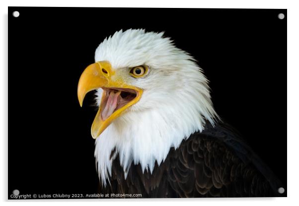 Portrait of a bald eagle (Haliaeetus leucocephalus) with an open beak isolated on black background Acrylic by Lubos Chlubny