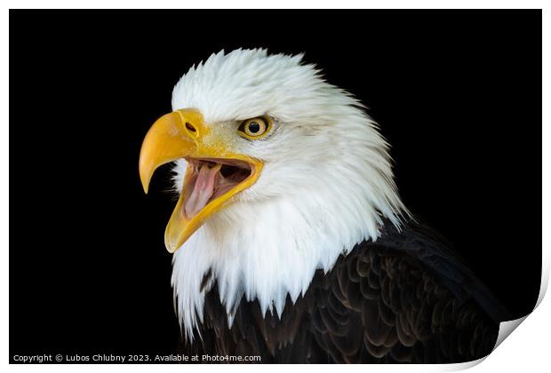 Portrait of a bald eagle (Haliaeetus leucocephalus) with an open beak isolated on black background Print by Lubos Chlubny