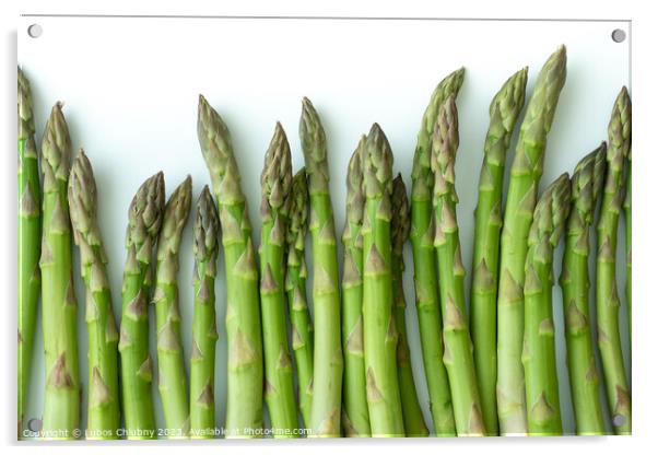 Fresh asparagus officinalis isolated on white background Acrylic by Lubos Chlubny