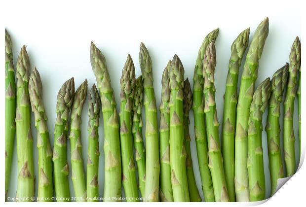 Fresh asparagus officinalis isolated on white background Print by Lubos Chlubny