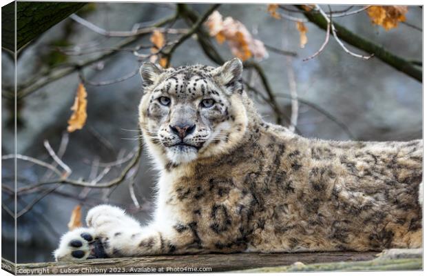 Snow leopard - Irbis (Panthera uncia). Canvas Print by Lubos Chlubny