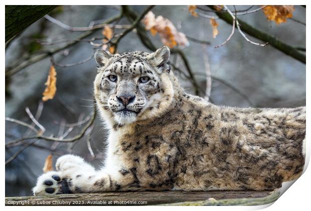 Snow leopard - Irbis (Panthera uncia). Print by Lubos Chlubny
