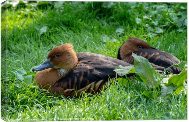 Wild male duck sitting in the green grass Canvas Print by Lubos Chlubny