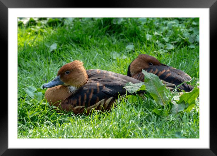 Wild male duck sitting in the green grass Framed Mounted Print by Lubos Chlubny