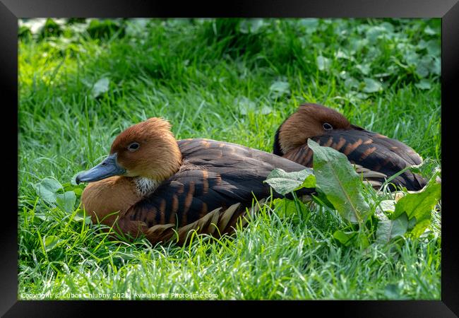 Wild male duck sitting in the green grass Framed Print by Lubos Chlubny