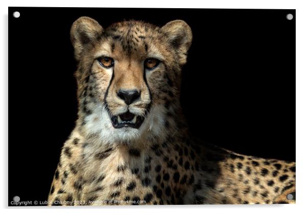 Cheetah portrait (Acinonyx jubatus) on black background Acrylic by Lubos Chlubny